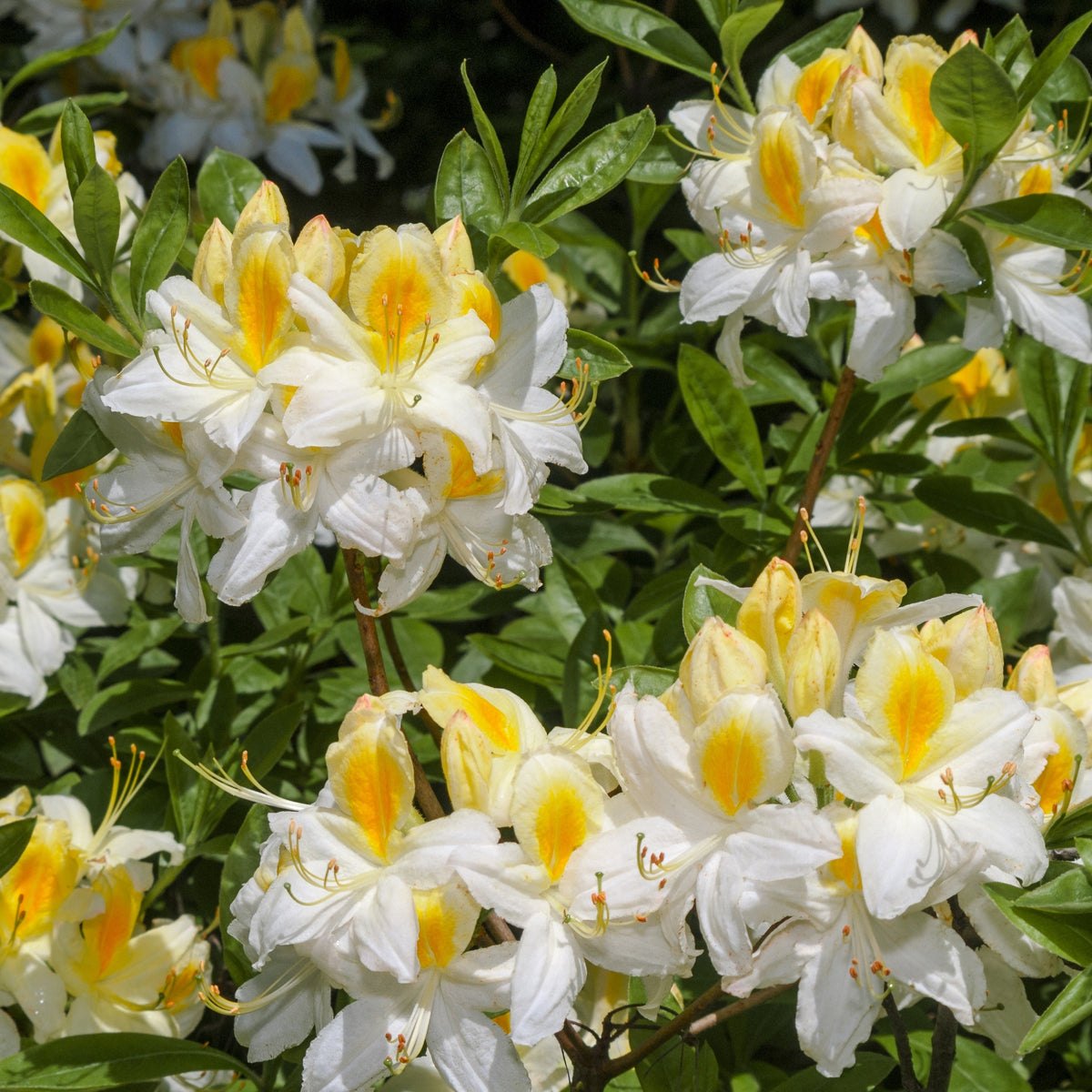 Azalée de Chine blanche - Rhododendron (Azalea) mollis Persil - Bakker
