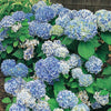 Hortensia Peppermint - Bakker.com | France