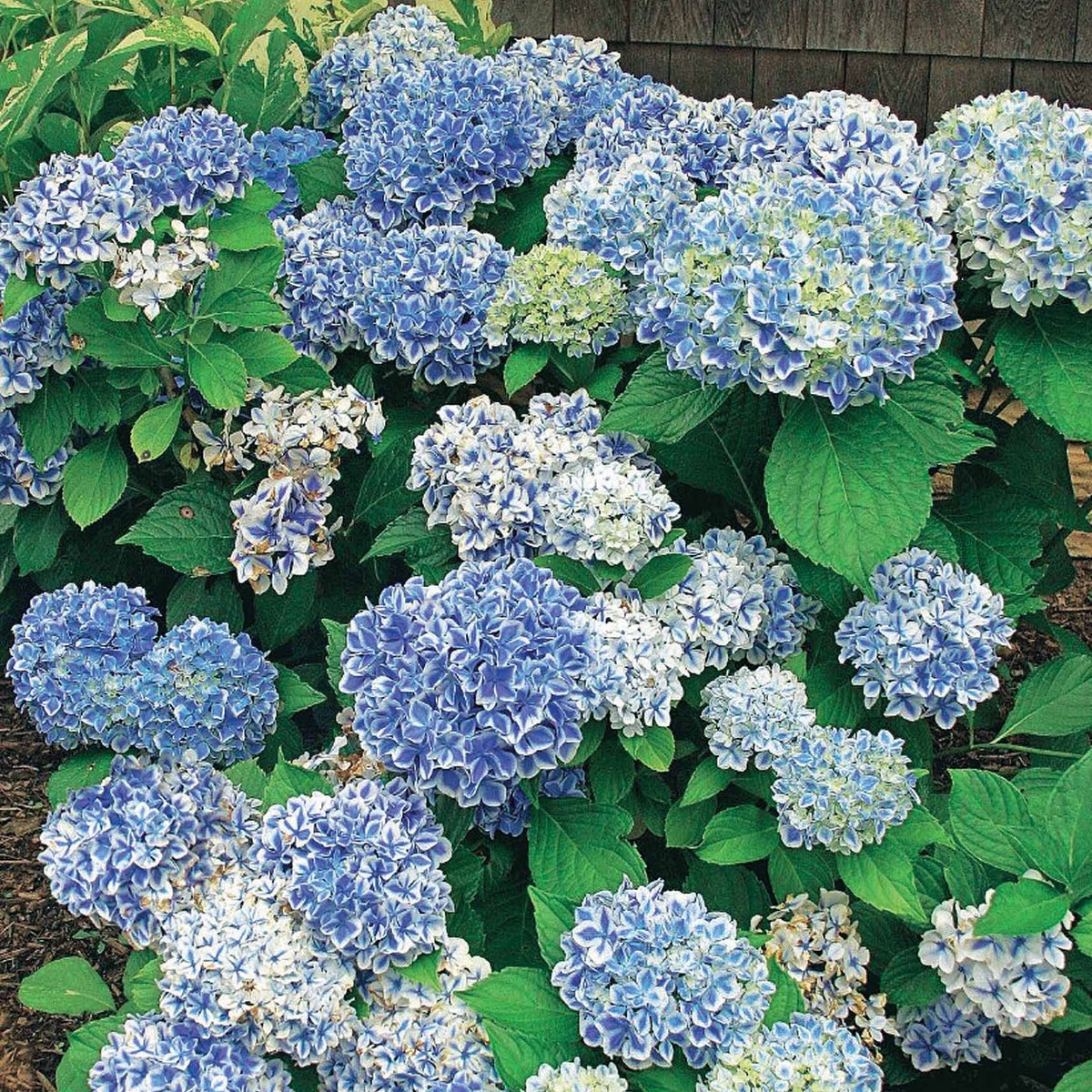 Hortensia Peppermint - Hydrangea macrophylla peppermint - Bakker