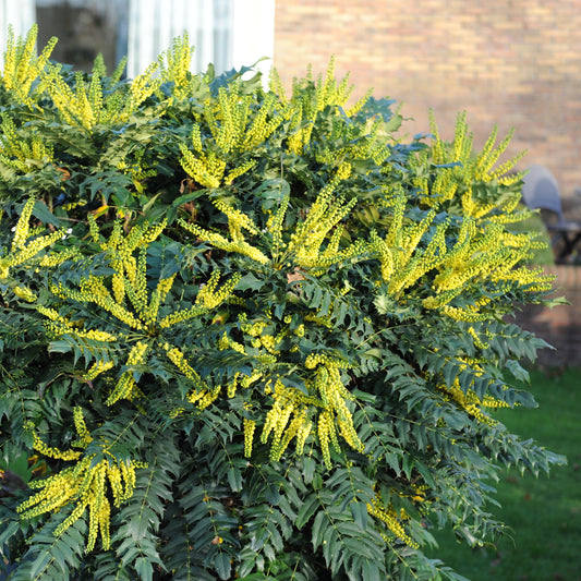 Mahonia Charity - Bakker