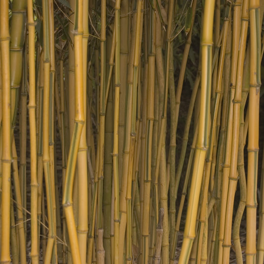 Bambou panaché - Bakker.com | France
