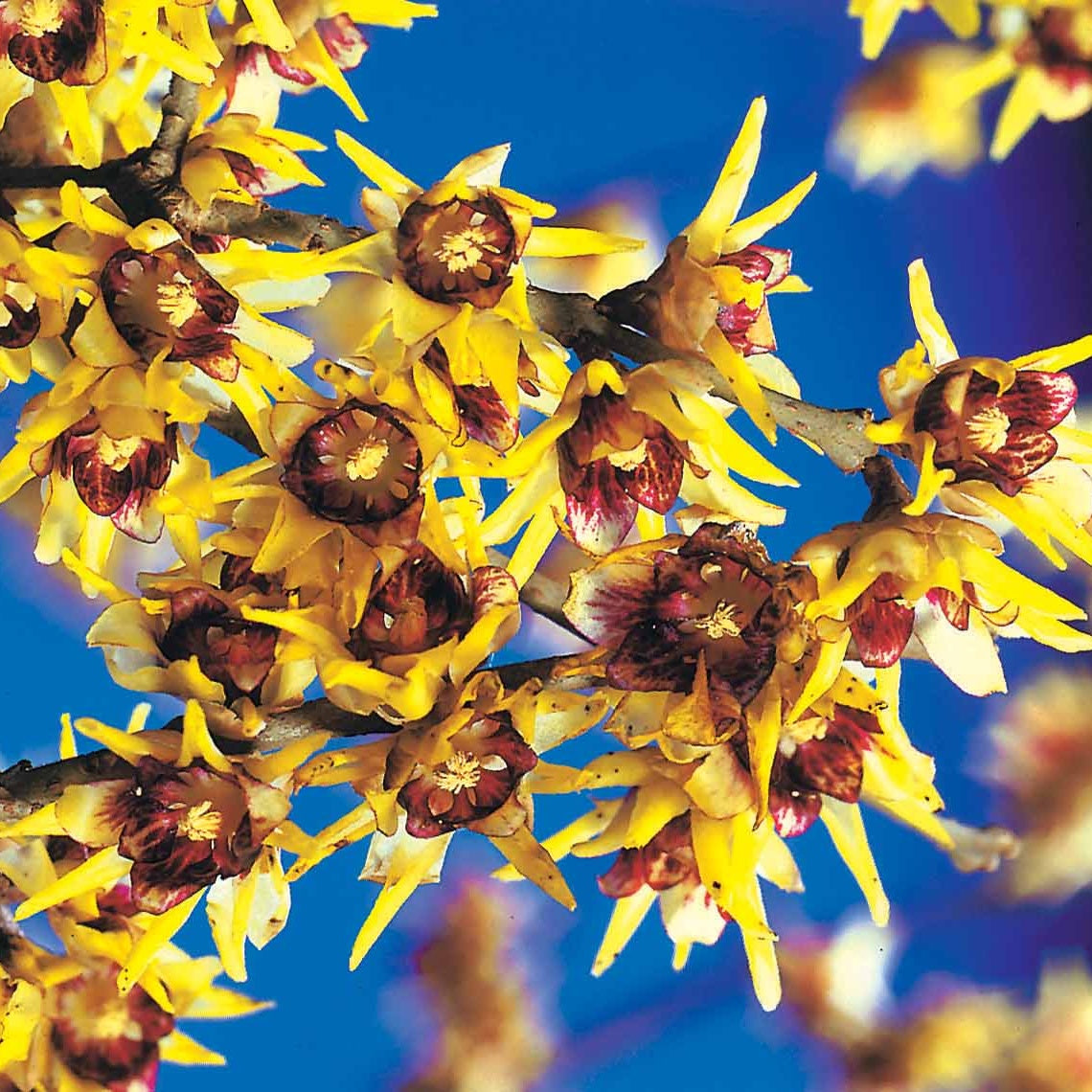 Arbustes - Chimonanthe précoce - Chimonanthus praecox