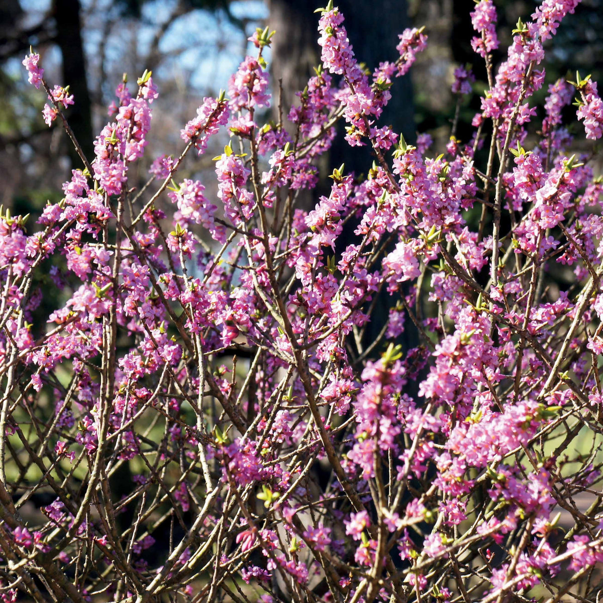 Bois joli - Daphne mezereum rubra - Bakker