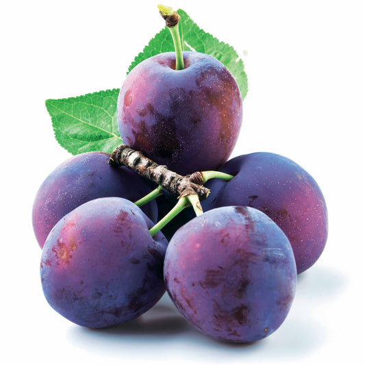 Bakker - Prune Reine Claude d'Althan - Prunus domestica reine claude d'althan - Fruitiers