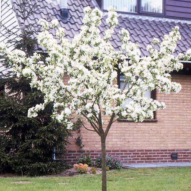 Pyrus communis Doyenné du Comice - Poirier Doyenné du Comice - Poiriers
