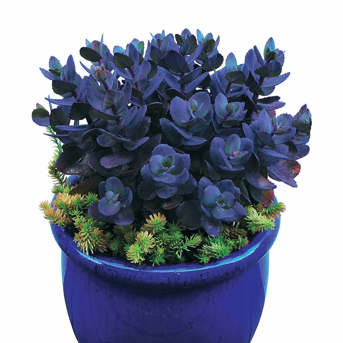 Sedum - Orpin - Sédum Perle bleue - Sedum Blue Pearl