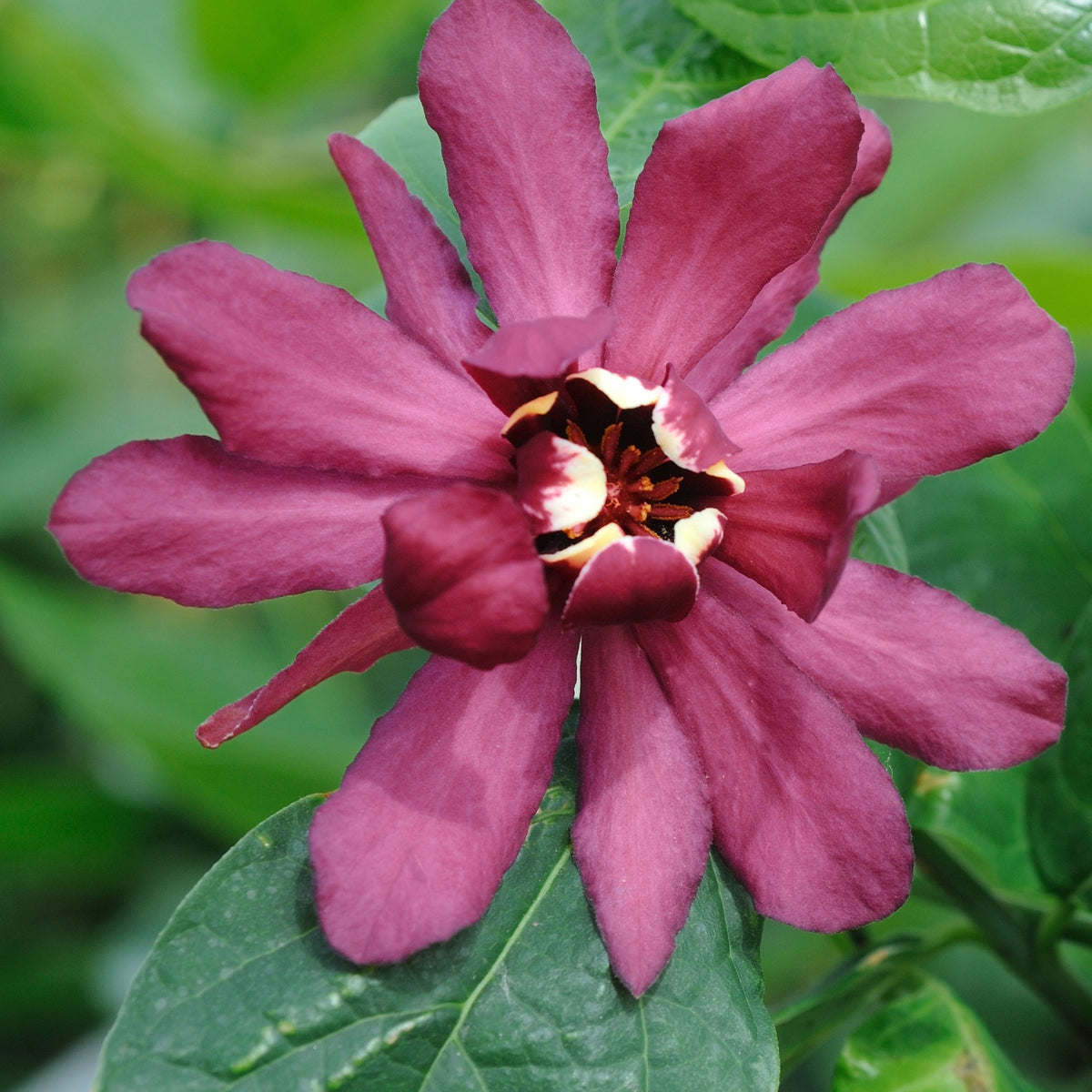 Sinocalycanthus x raulstonii hartlage wine - Arbre aux anémones Hartlage Wine - Arbustes