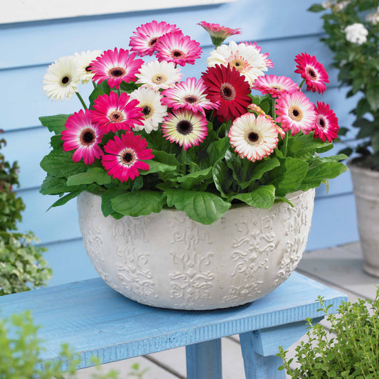 3 Gerberas pastel - Bakker