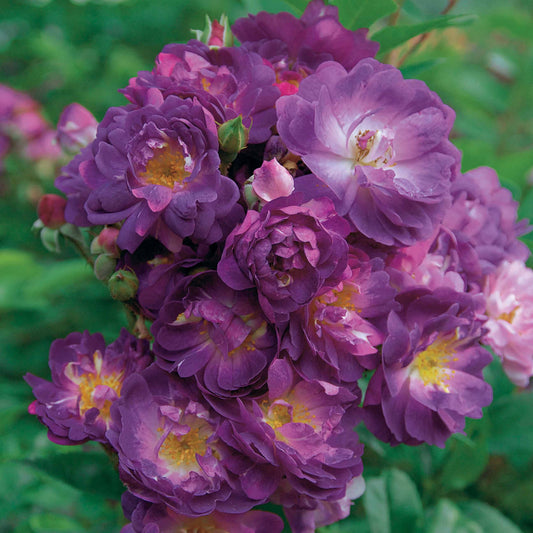 Rosier Bleu violet sur tige - Bakker