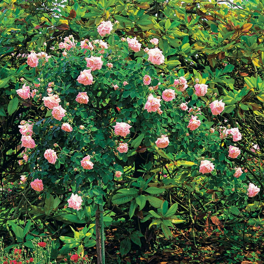 Rosier Cascade rose sur tige - Bakker