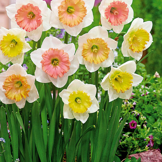 Bakker - 10 Narcisses Sentinelle - Narcissus sentinelle - Bulbes à fleurs