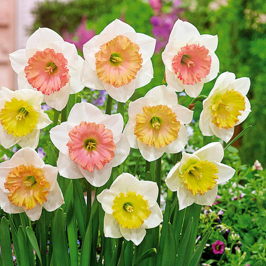 Bakker - 10 Narcisses Sentinelle - Narcissus sentinelle - Bulbes à fleurs