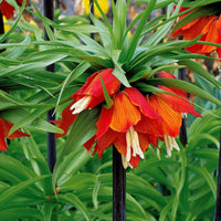 Bakker - Couronne impériale rouge - Fritillaria imperialis rubra - Bulbes à fleurs