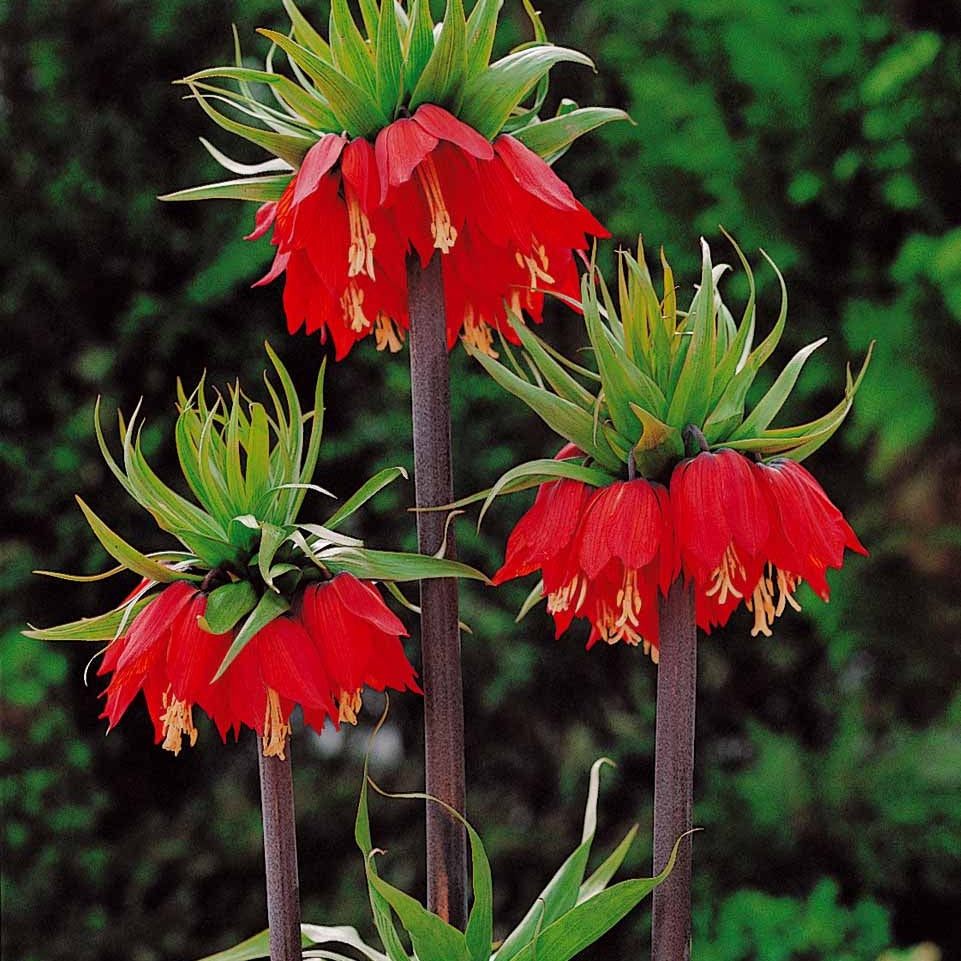 Bakker - Couronne impériale rouge - Fritillaria imperialis rubra - Bulbes de printemps