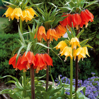 Bakker - Couronne impériale rouge - Fritillaria imperialis rubra