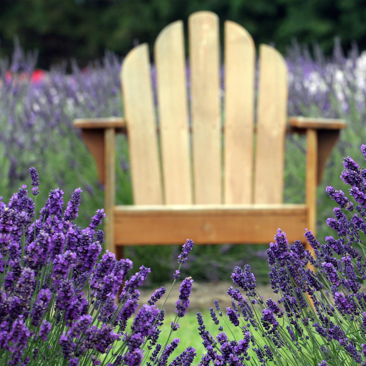 Lavandula angustifolia - Lavande bleue - Lavande