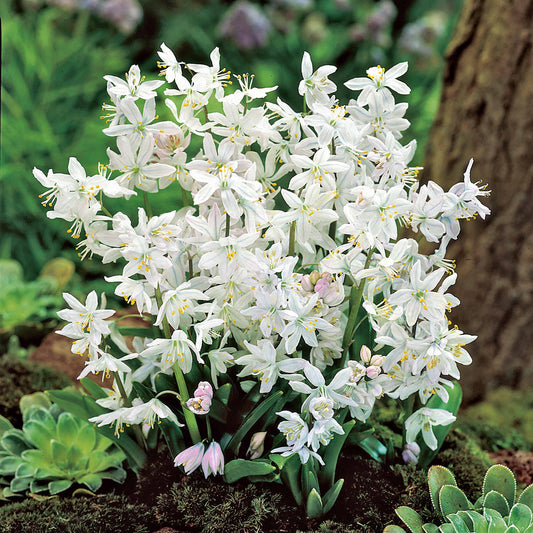 Bakker - 20 Puschkinia blancs - Puschkinia libanotica alba - Bulbes à fleurs