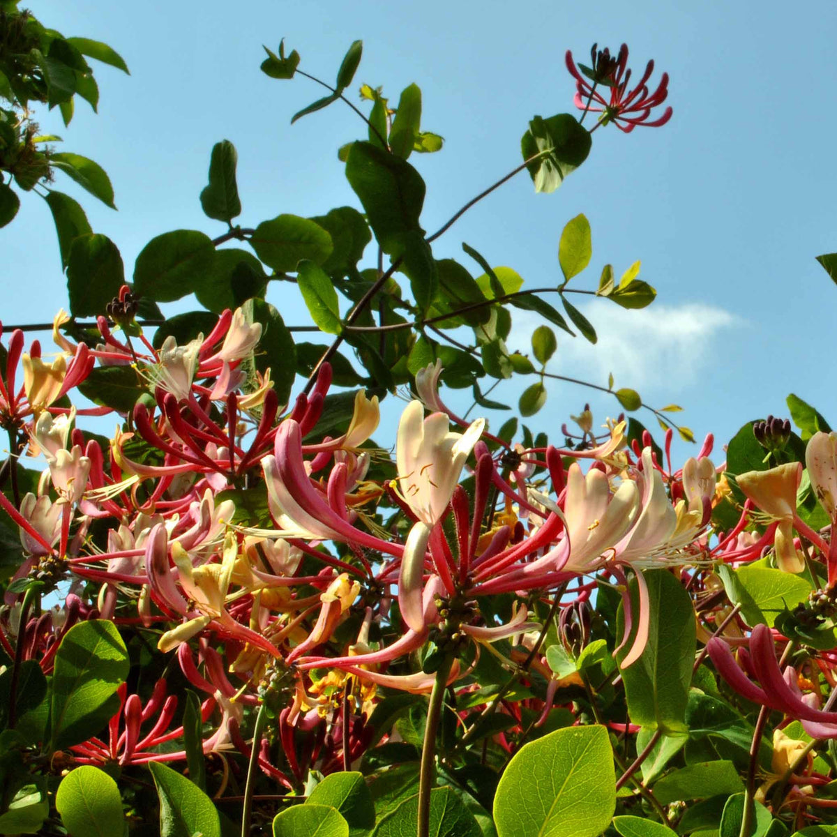 Lonicera periclymenum serotina - Chèvrefeuille des bois Serotina - Chèvrefeuille grimpant
