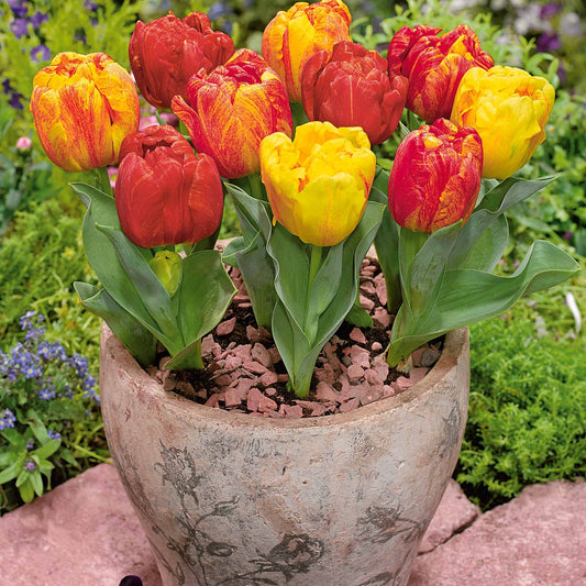 Tulipe hâtive Flaming Baby