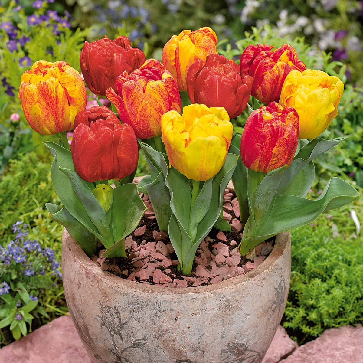 Tulipe hâtive Flaming Baby - Bakker