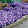 Bakker - 3 Asters Wood's light blue - Aster wood's light blue - Arbustes et vivaces