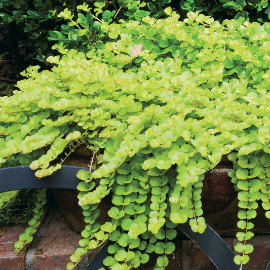 3 Herbes aux écus dorés - Bakker.com | France