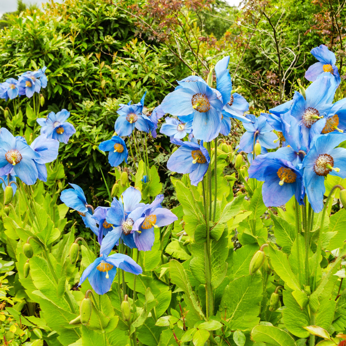 2 Pavots bleus de l'Himalaya - Meconopsis betonicifolia - Bakker