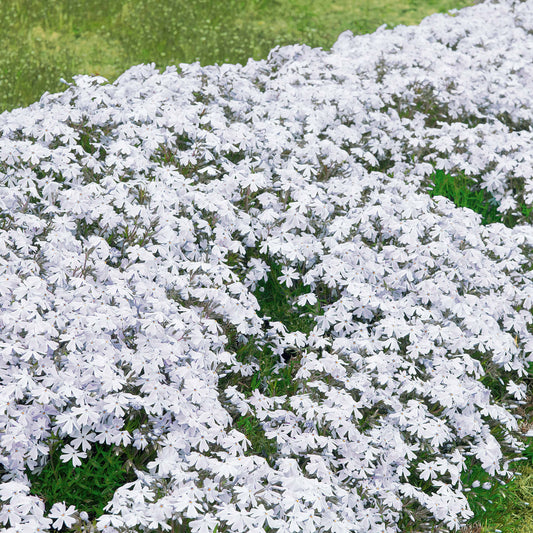 3 Phlox mousse blancs - Bakker
