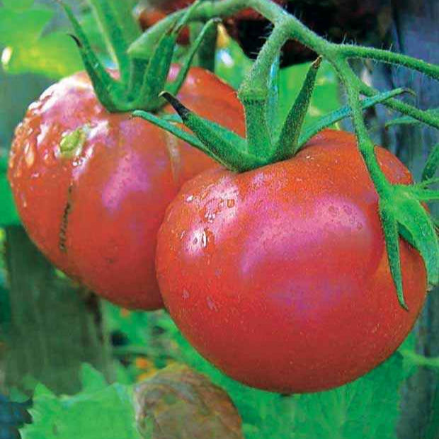 Tomate Rose de Berne - Bakker.com | France