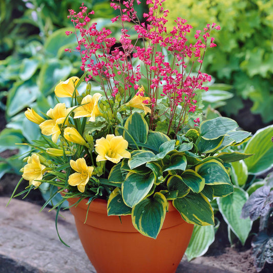 Kit Pot fleuri pour balcon - Bakker