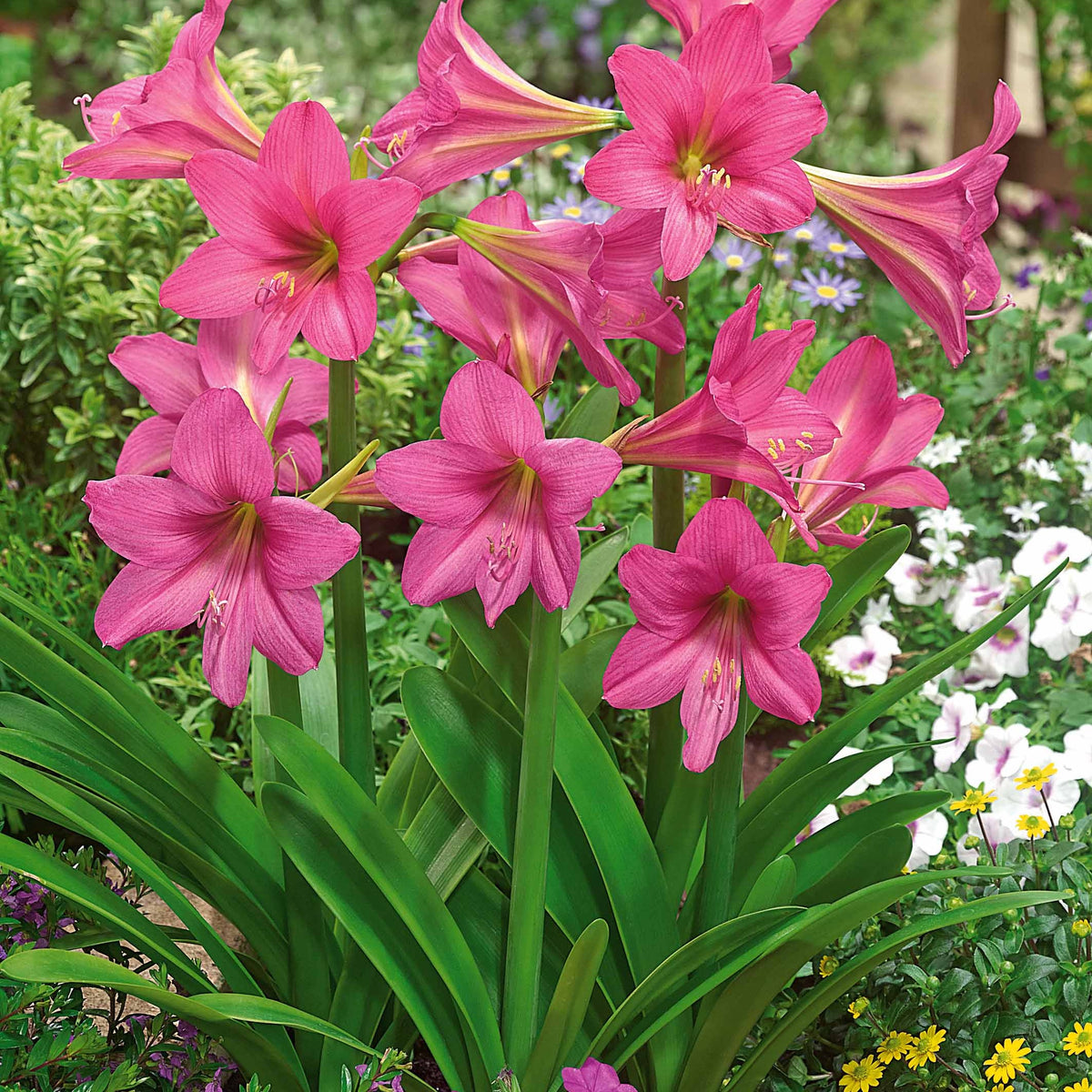 Amaryllis de jardin Douceur sucrée - Bakker