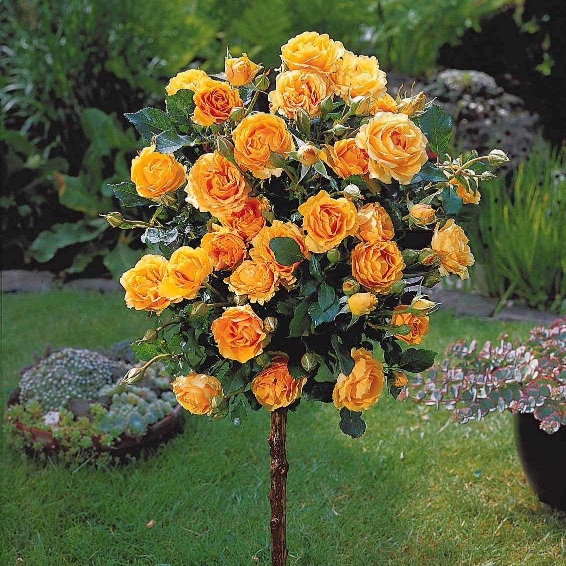 Rosier sur tige Sunsilk - Bakker