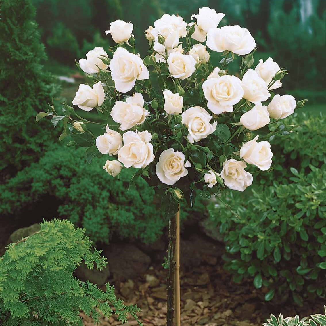 Rosa korbin - Rosier sur tige Korbin - Rosiers tige