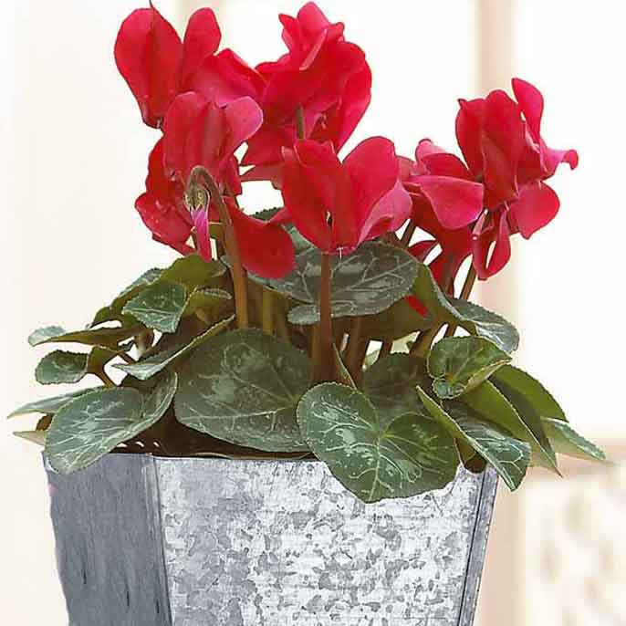 3 Cyclamens rouges - Bakker