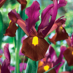 Iris de Hollande Braise rouge - Bakker.com | France