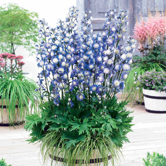 Delphinium Highlander® Bolero - Bakker