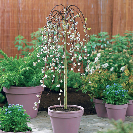 Saule marsault pleureur sur tige - Bakker