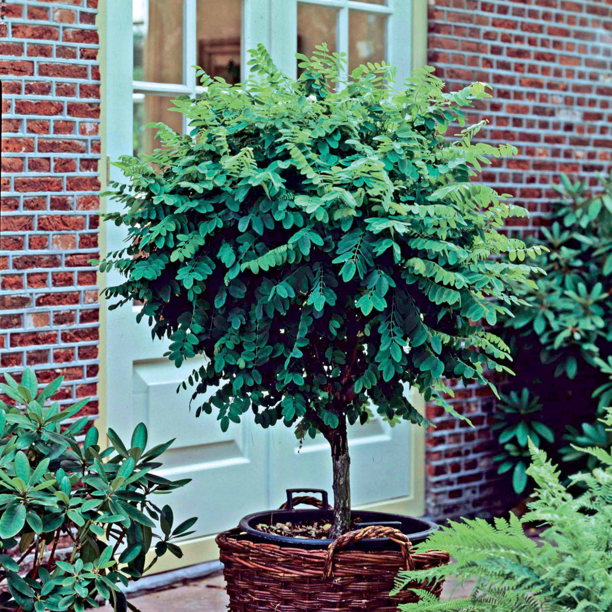 Acacia boule sur tige - Robinia pseudoacacia umbraculifera - Bakker