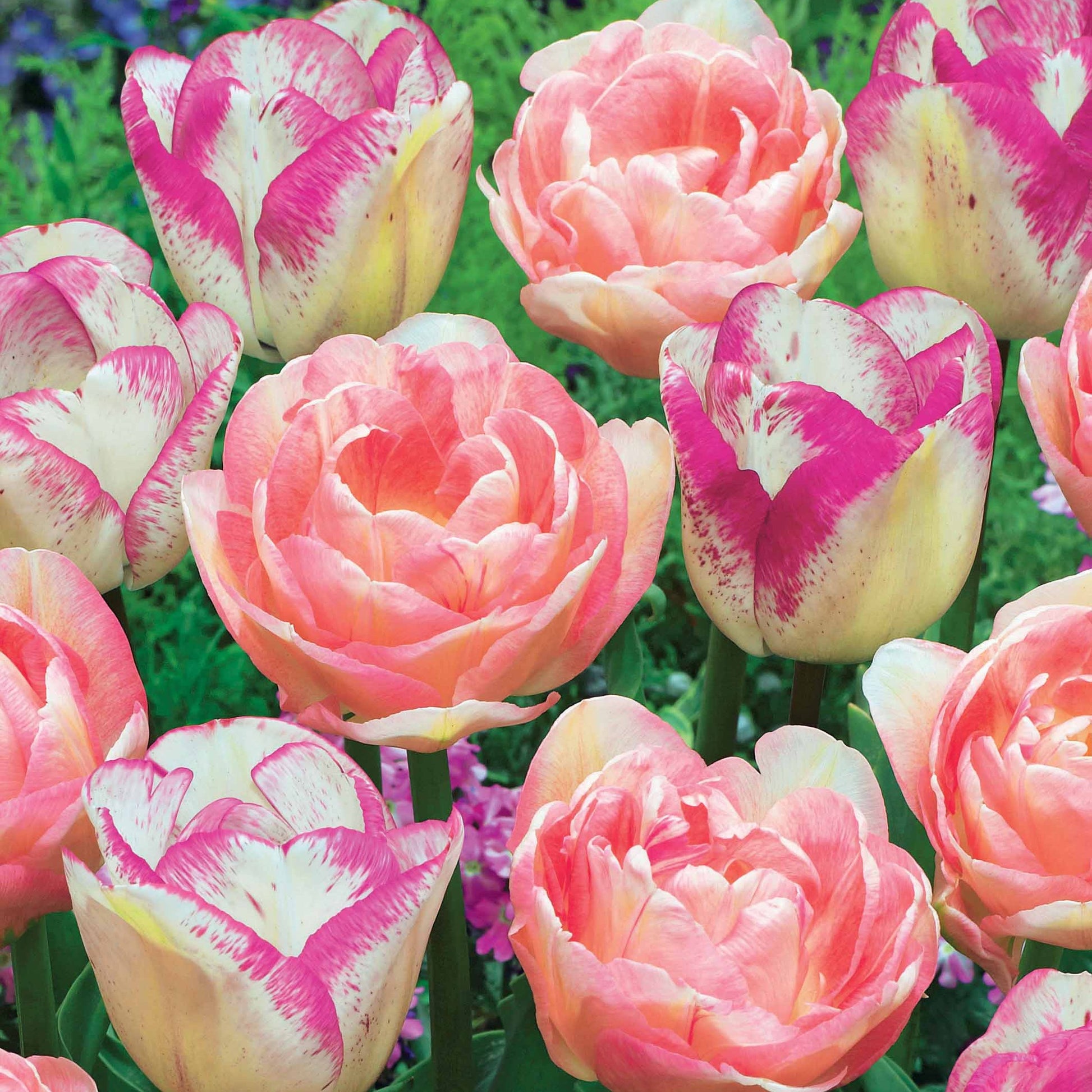 Bakker - Collection de 20 Tulipes romantiques Angélique et  Shirley - Tulipa angélique , double shirley - Bulbes à fleurs