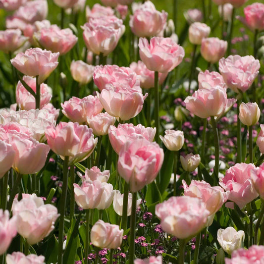 Bakker - Collection de 20 Tulipes romantiques Angélique et  Shirley - Tulipa angélique , double shirley - Tulipes