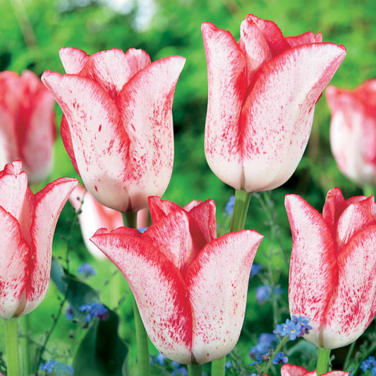 10 Tulipes Beauty trend - Bakker