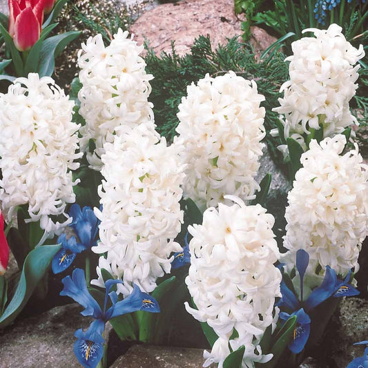 Bakker - 3 Jacinthes blanches - Hyacinthus orientalis - Bulbes à fleurs