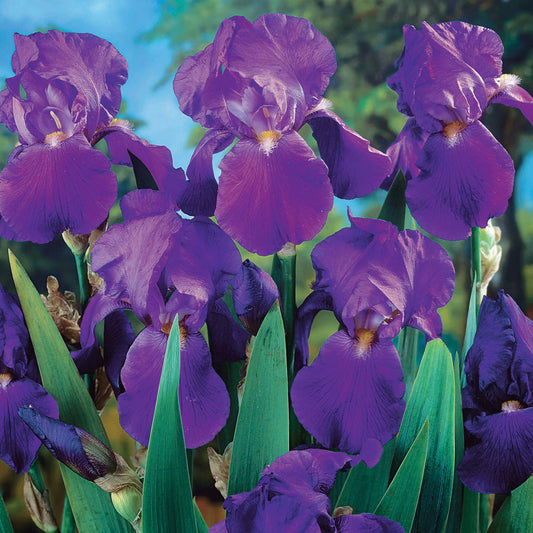 Iris de jardin remontant Lovely again - Bakker.com | France