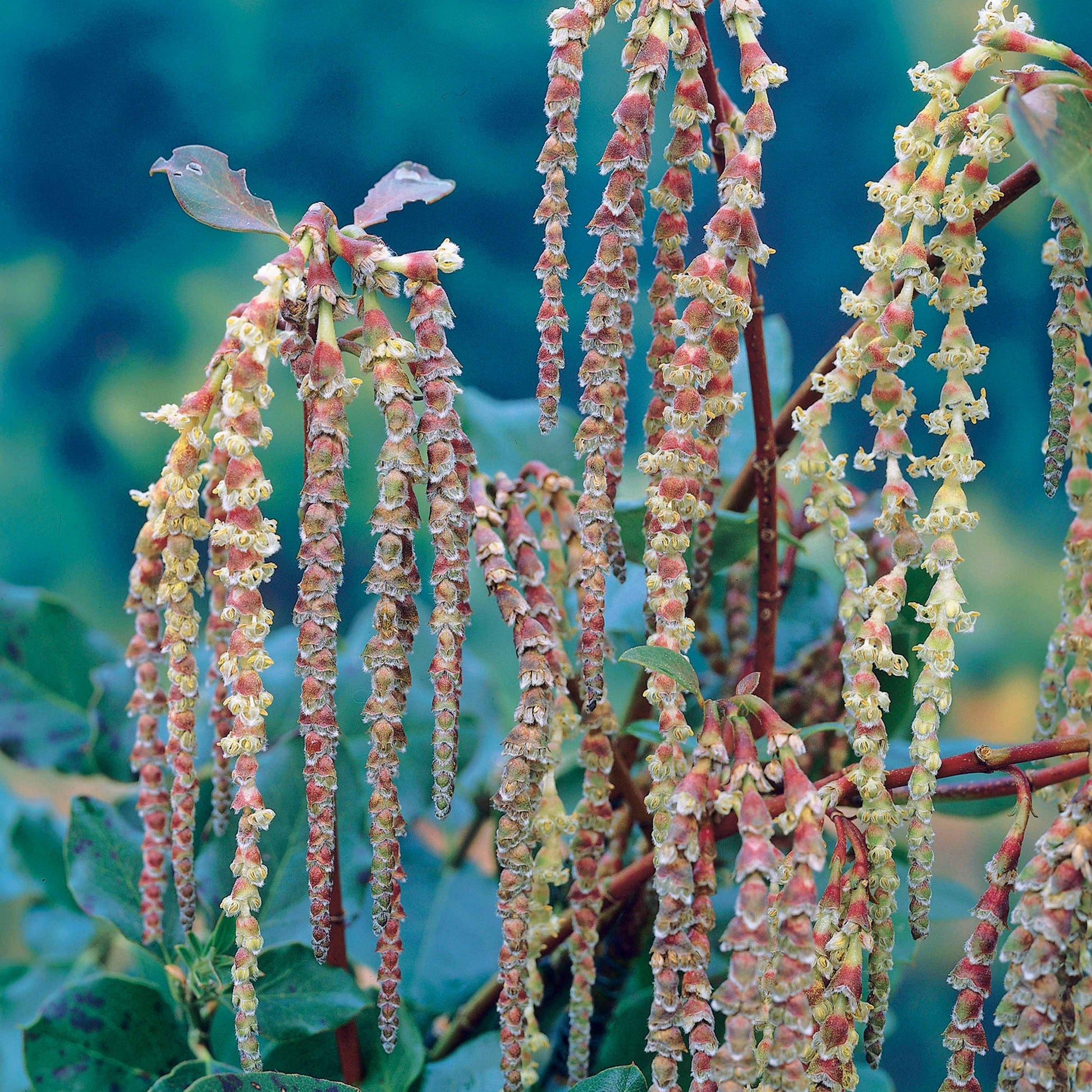 Bakker - Garrya - Garrya elliptica - Terrasses et balcons