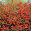 Cognassier à fleurs rouges - Bakker