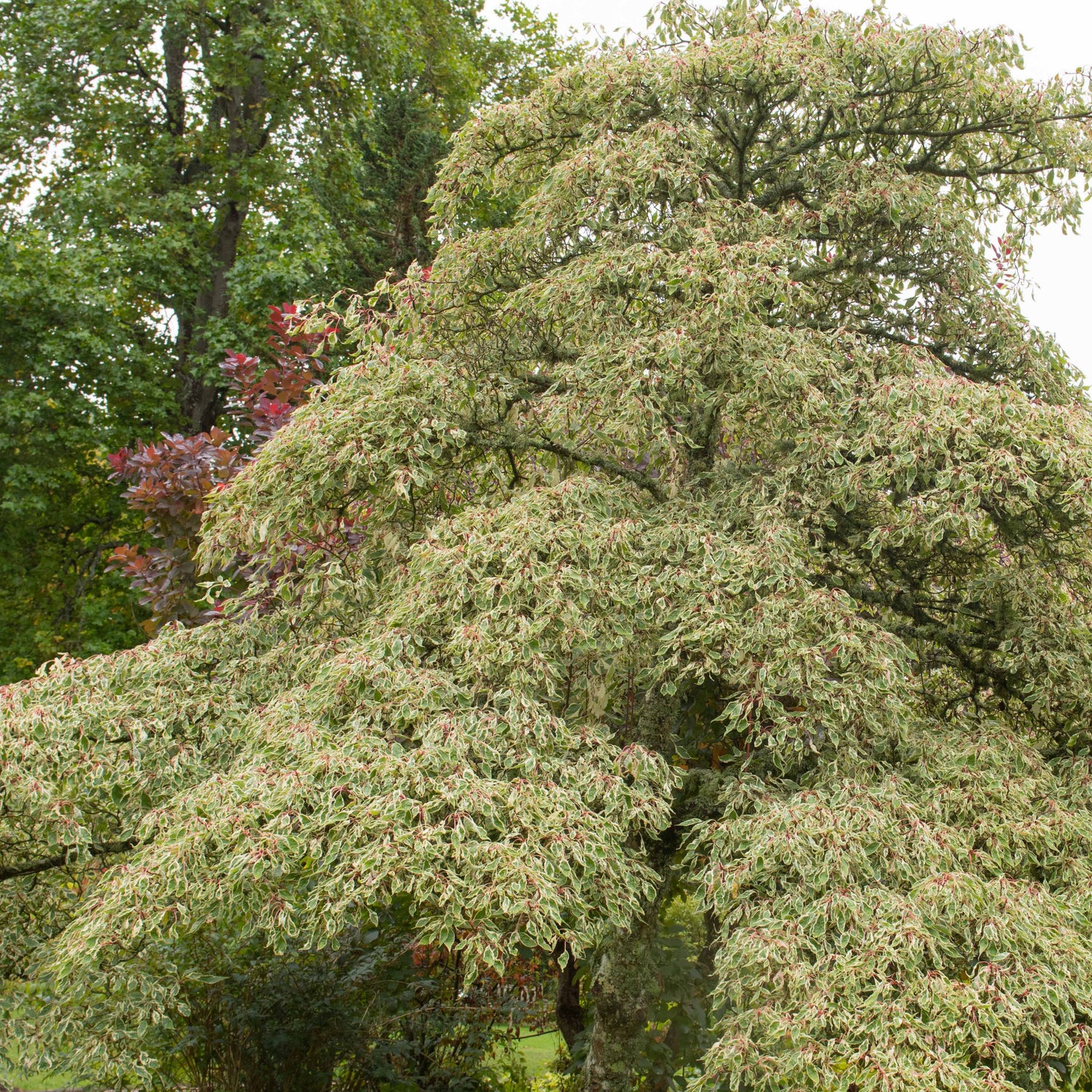 Cornouiller - Cornus