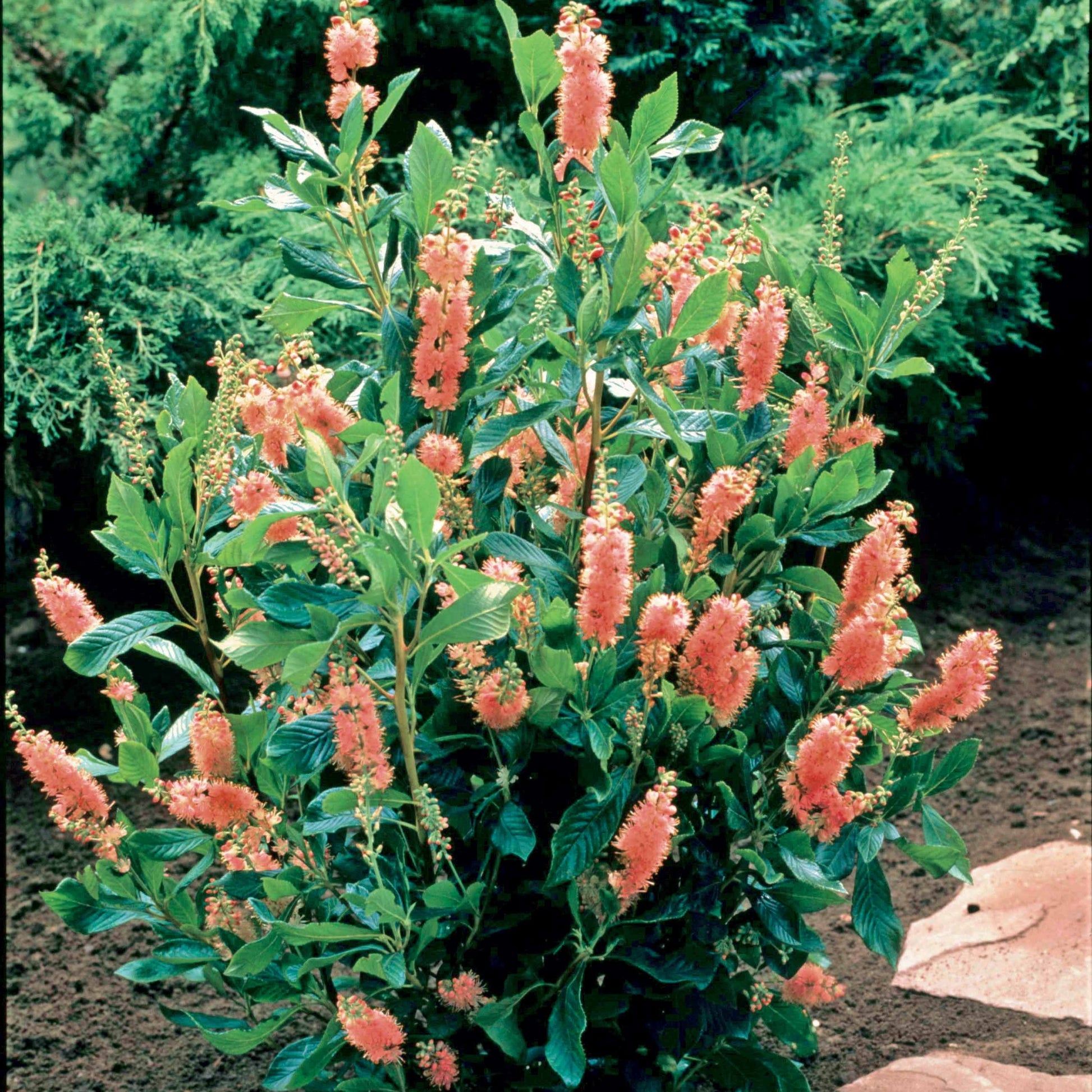 Clethra Flèche rose - Bakker.com | France