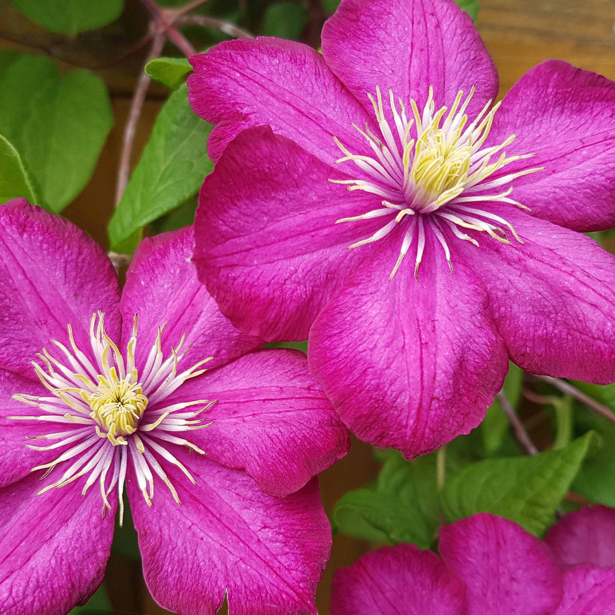 Clematis x viticella Ville de Lyon - Clématite Ville de Lyon - Clématite