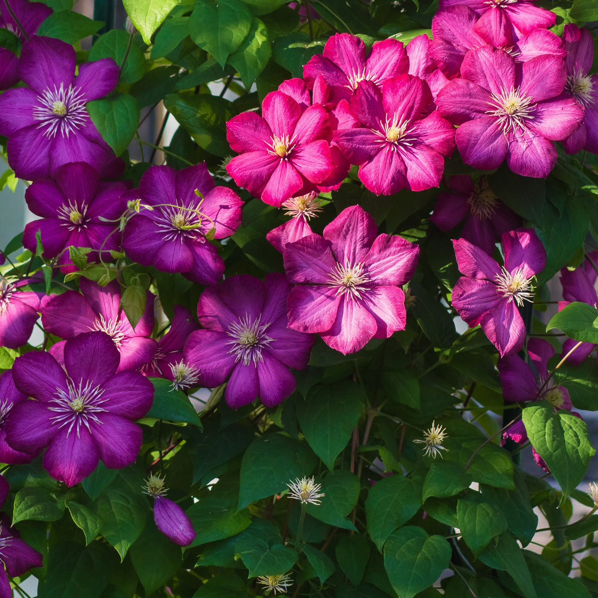 Clématite - Clématite Ville de Lyon - Clematis x viticella Ville de Lyon