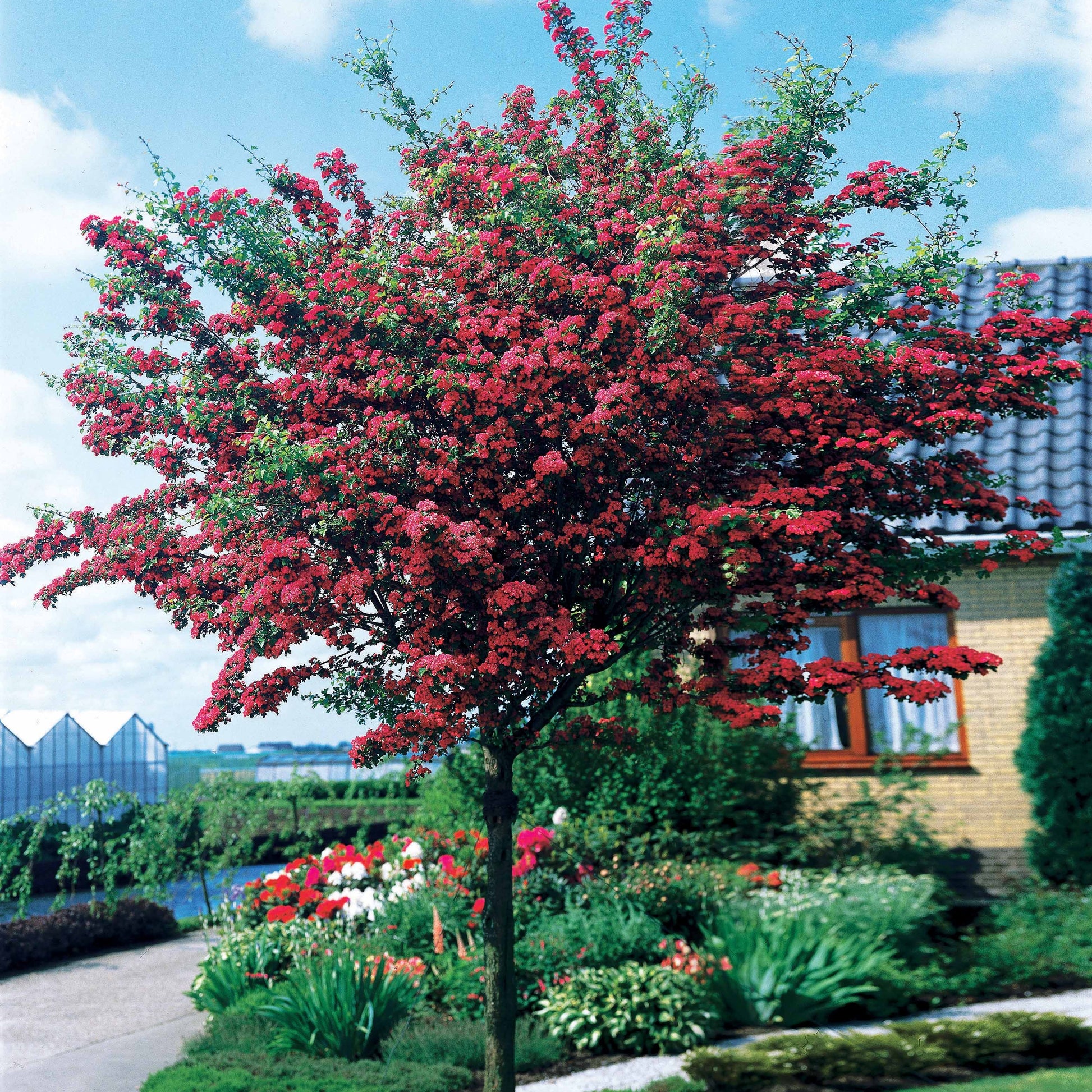 Bakker - Aubépine rouge - Crataegus laevigata paul's scarlet